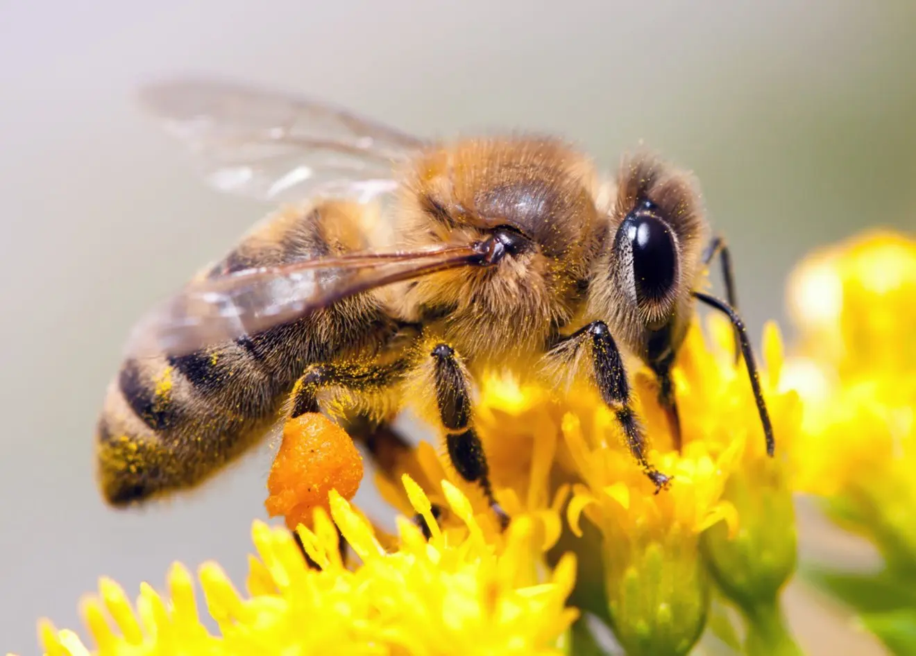 Abeilles Se Baladent Sur Le Nid D'abeille. Les Insectes Qui Travaillent  Dans La Ruche En Bois Ramassant Le Nectar Du Pollen De Fle Clips Vidéos -  Vidéo du apiculture, beeswax: 287929405
